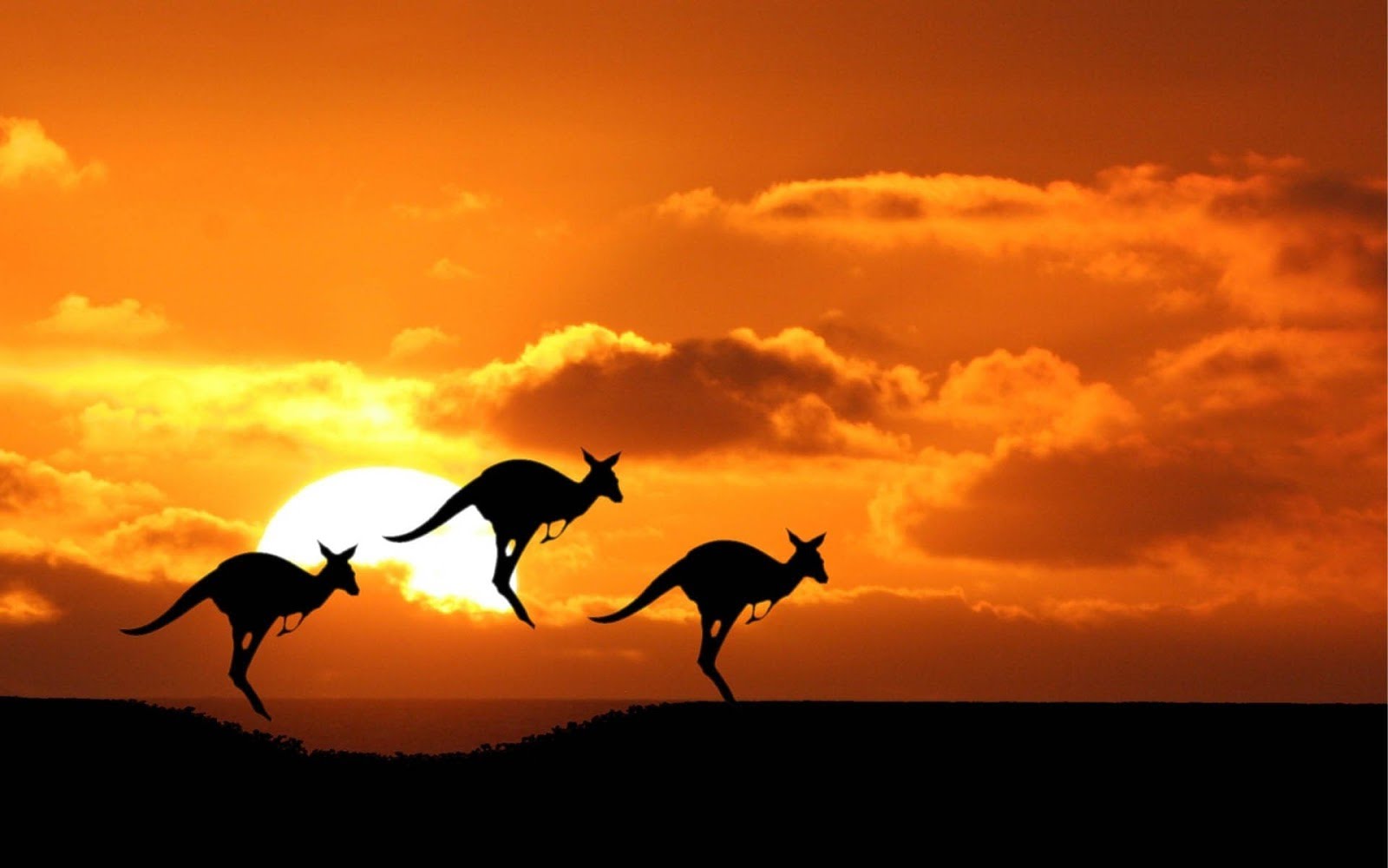 Australia kangaroos