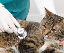 Pre-Veterinary